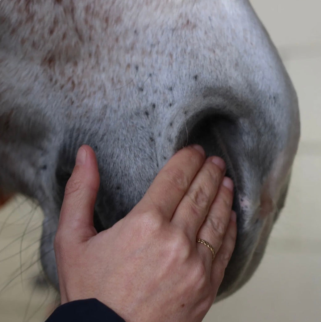 Sérum confort « Respiratoire » pour chevaux .