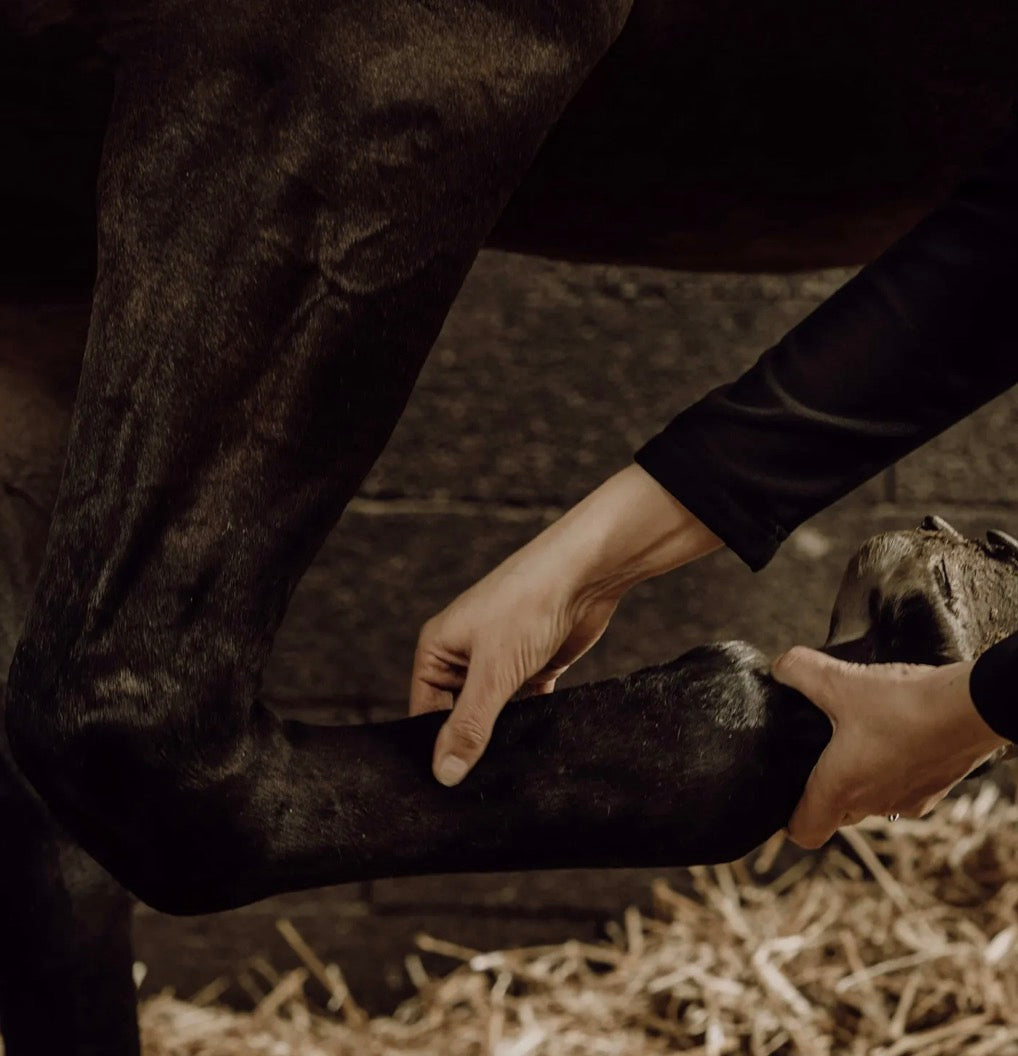 Gel de massage «  refroidissant » pour chevaux .